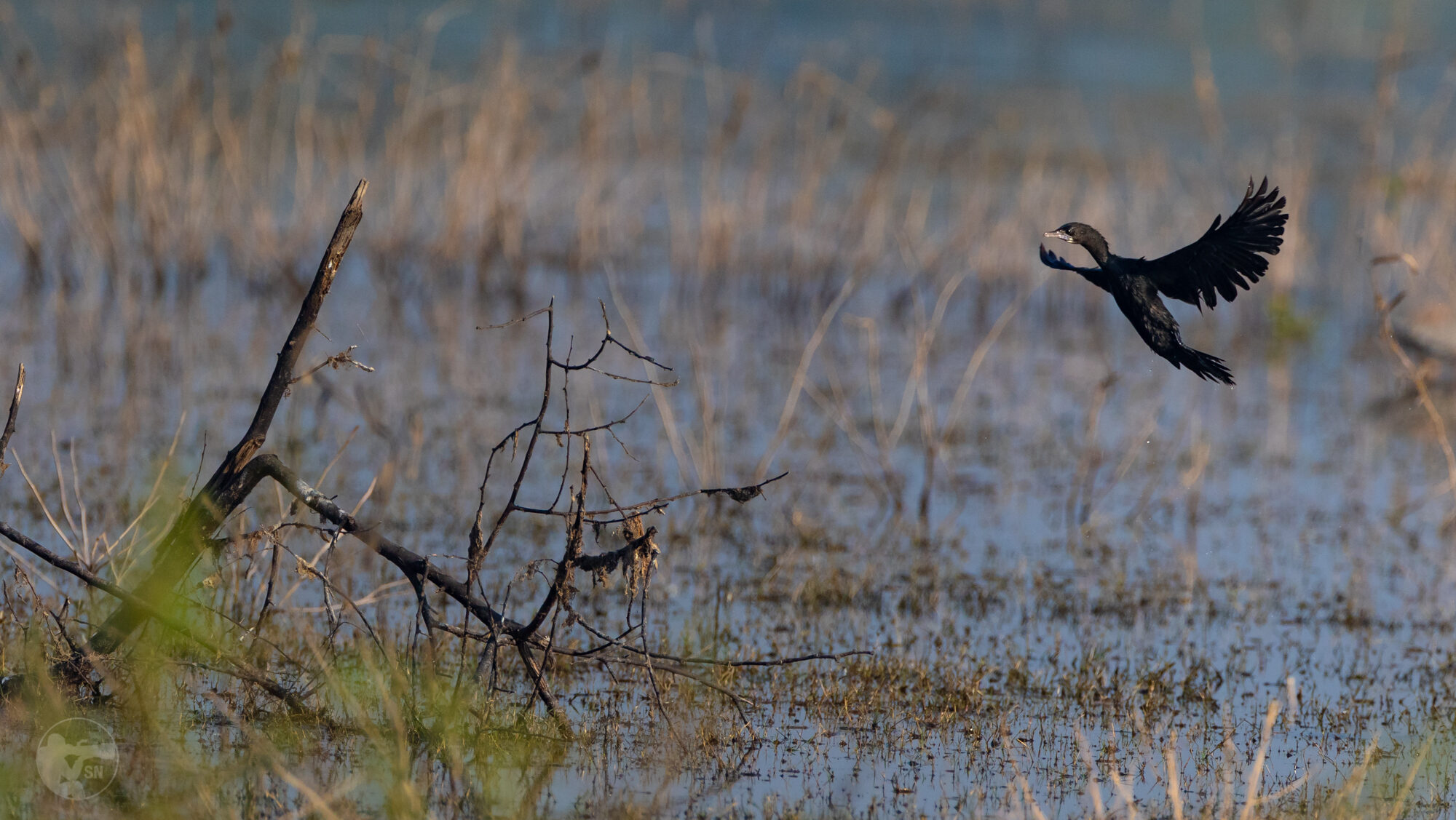 Winged Wonders of Bharatpur