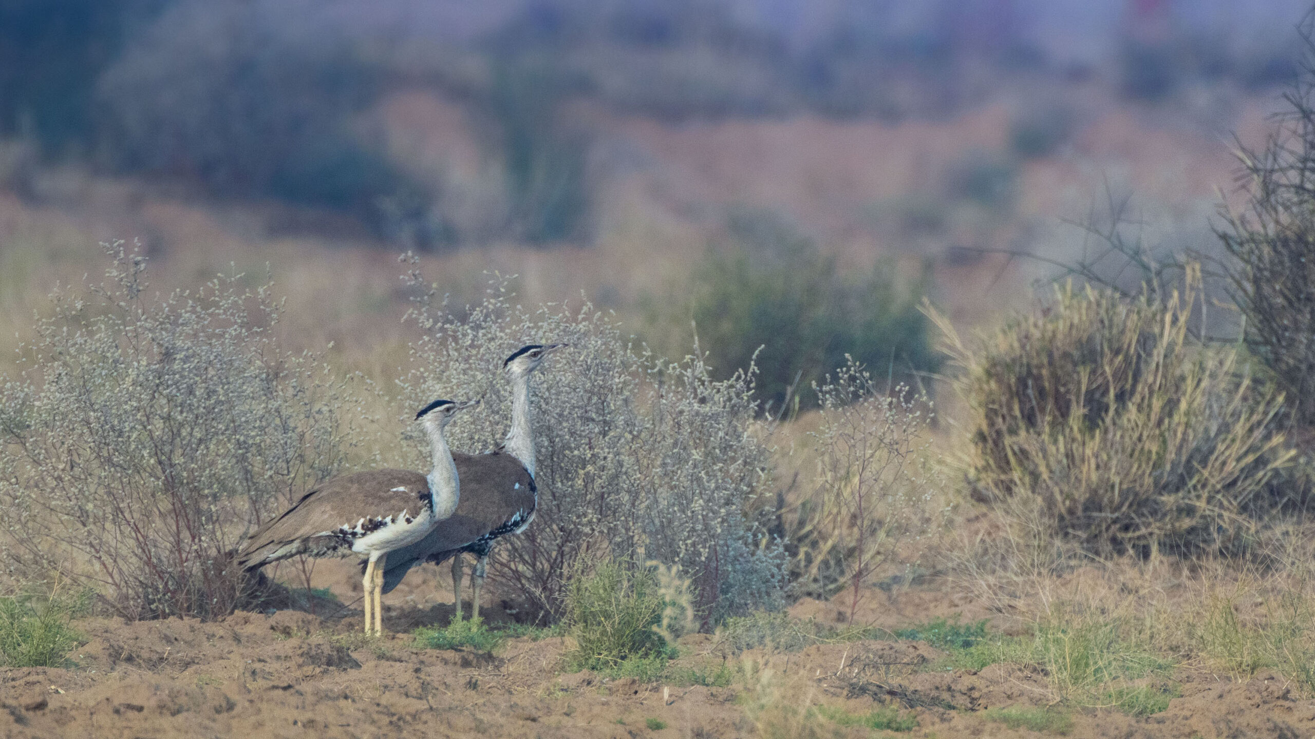 A Life in the Desert